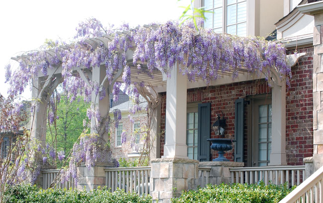 front porch pergola covered with wisteria
