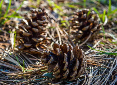 pine cones on pine needles