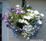 hanging basket on porch