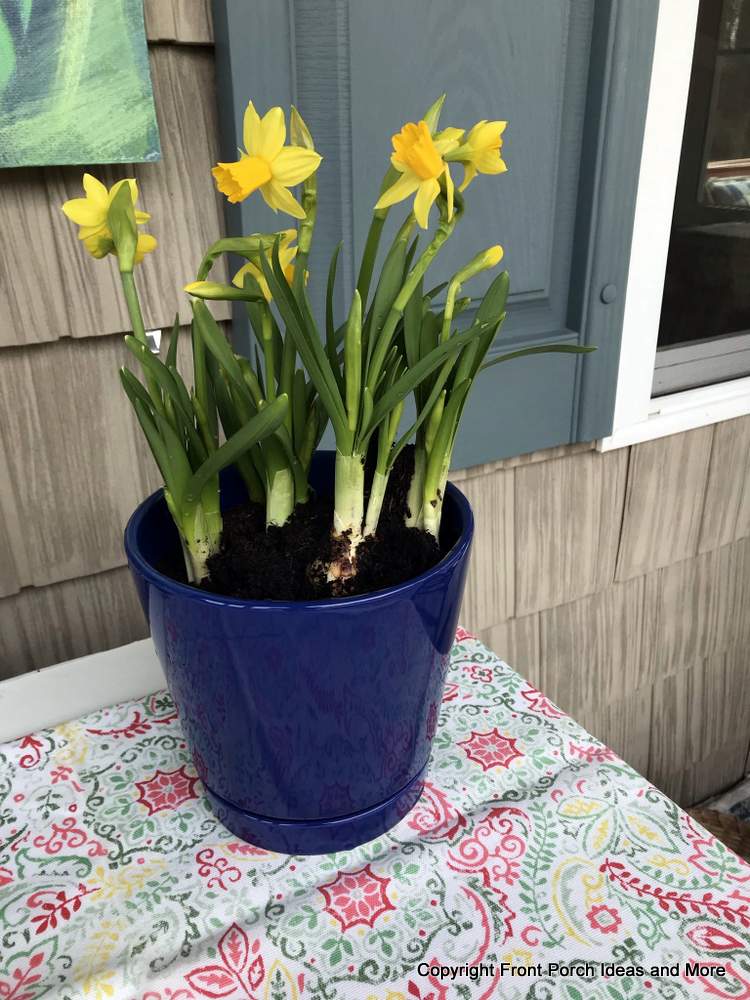 sweet blue pot of daffodils on porch