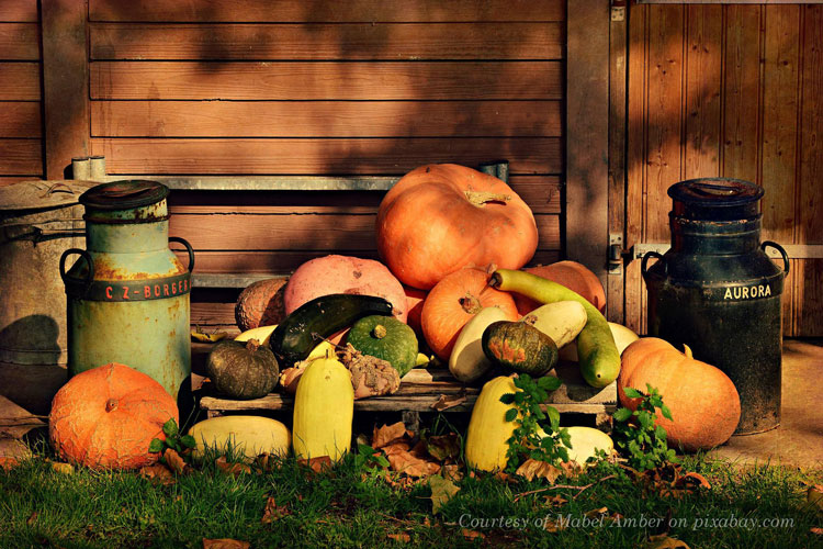 assortment of pumpkins and gourds on porch