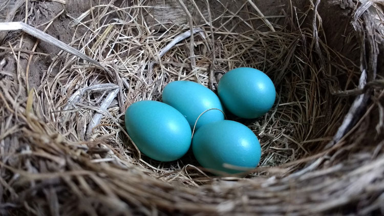 beautiful blue robin eggs in nest