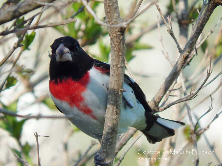 pair of beautiful bullfinches