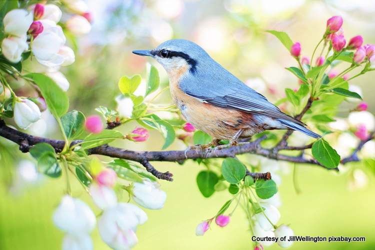 cute spring bird in beautiful spring tree