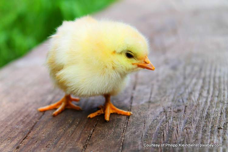 cute yellow spring chick