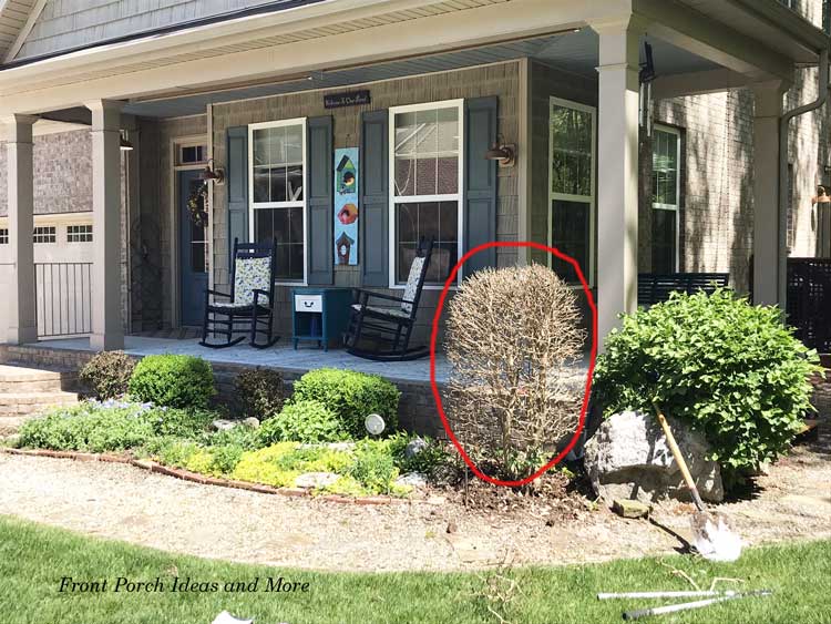 our holly was hit by the freeze and we need to remove it from our garden