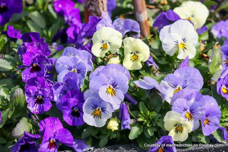 colorful panies in springtime