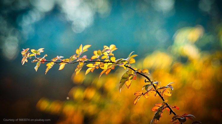 stunningly beautiful autumn branch