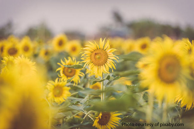 sunflower in field