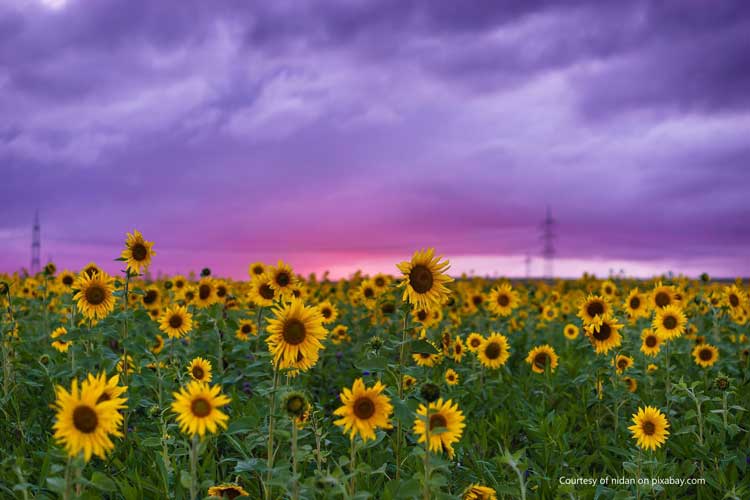 sunflower in field