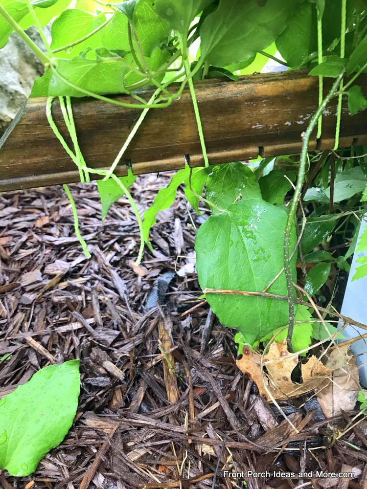 A diy trellis made with twine