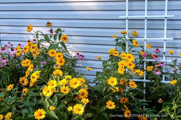 trellis with pink coneflowers and brown-eyed susans