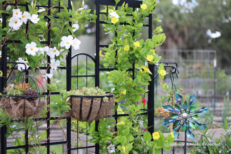 trellis with beautiful flowers