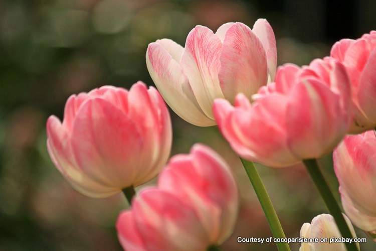 gorgeous pink tulips in springtime