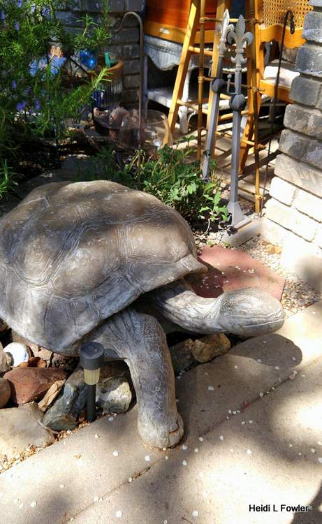 garden turtle