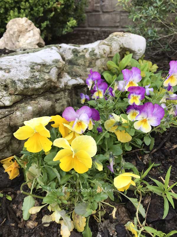 beautiful violas against rock