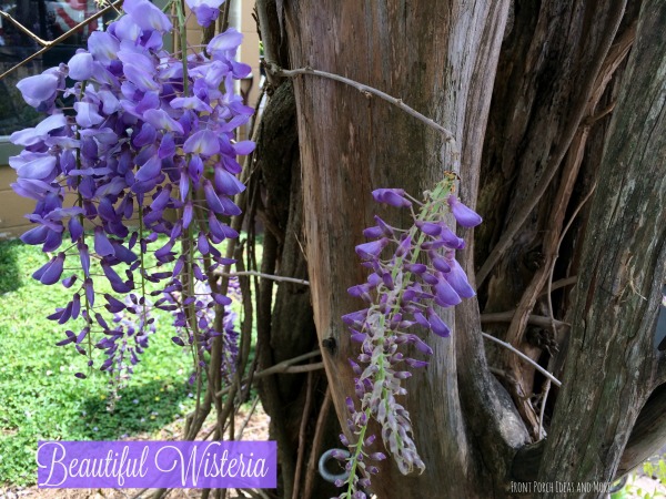 Spring in TN - beautiful close-up of wisteria