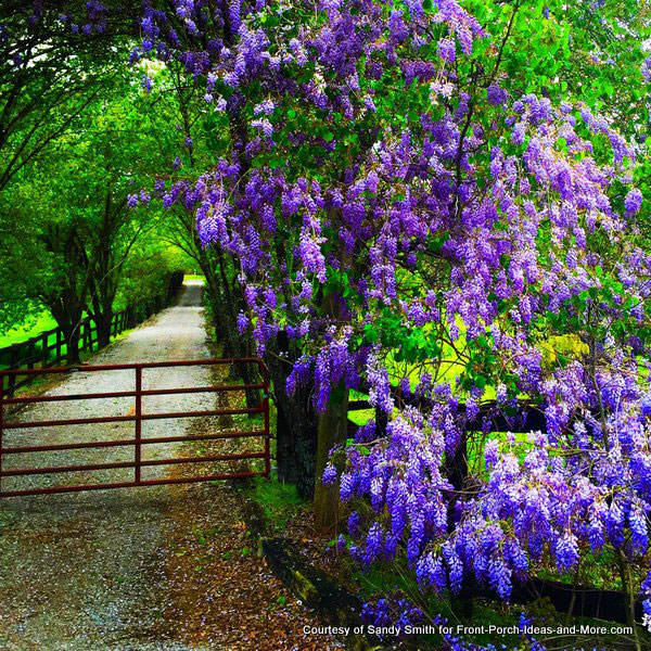 Spring in TN - beautiful wisteria