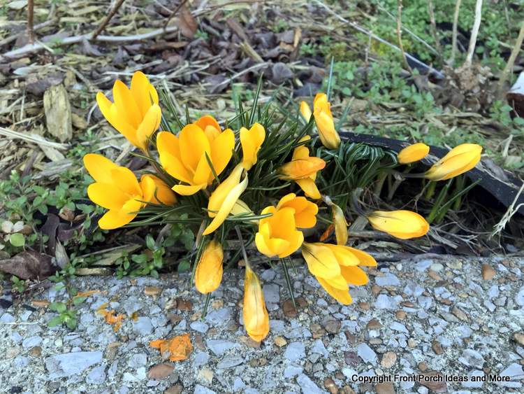 yellow crocuses popping up in springtime