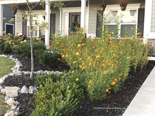 mass of yellow flowers in front of porch
